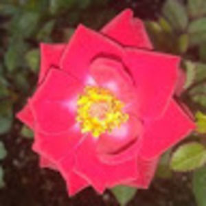 Meet your Posher, Rockin